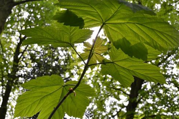 chestnuts wood